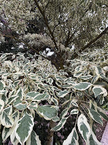 Cornus controversa 'Variegata'
