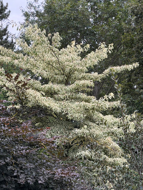 Cornus controversa 'Variegata'