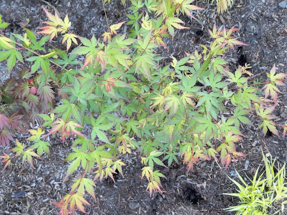 Acer palmatum 'Friendship'