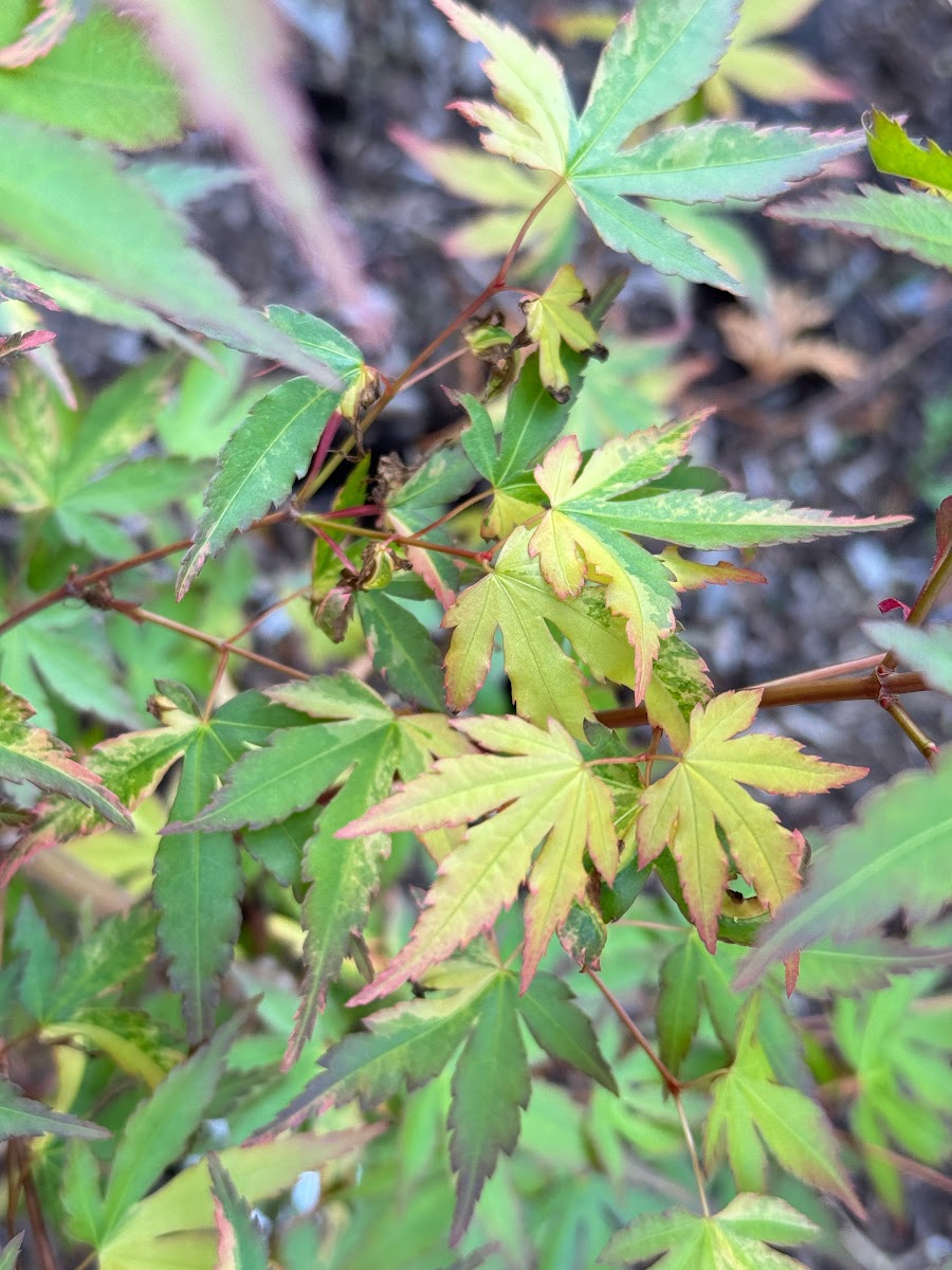 Acer palmatum 'Friendship'