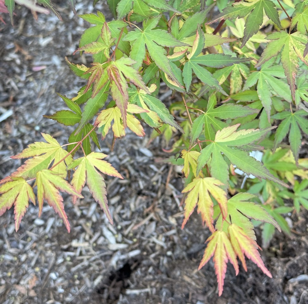 Acer palmatum 'Friendship'