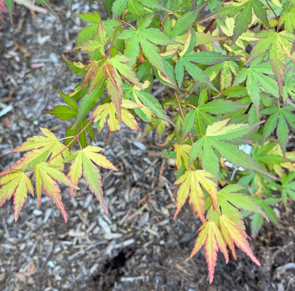 Acer palmatum 'Friendship'