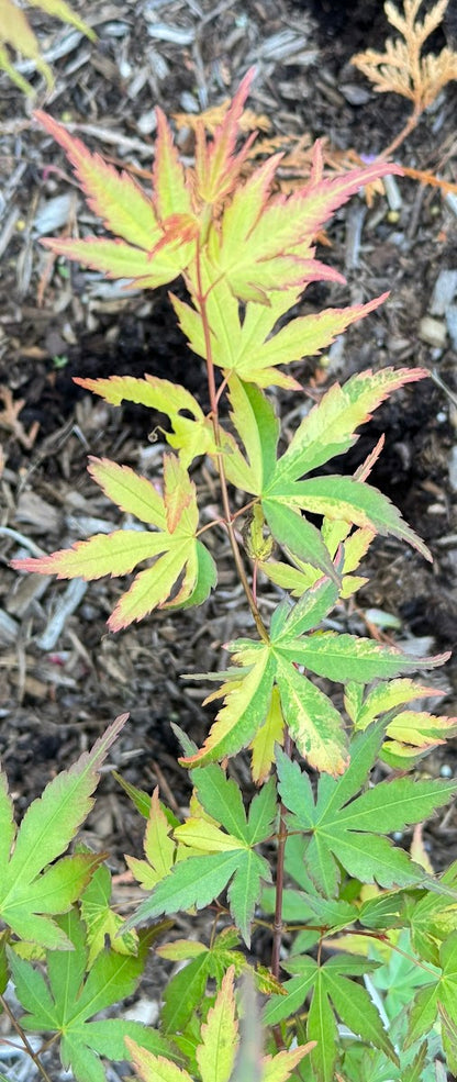 Acer palmatum 'Friendship'