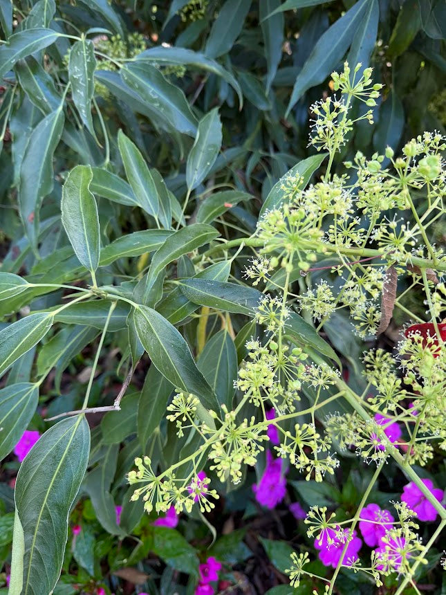 Metapanax delavayi