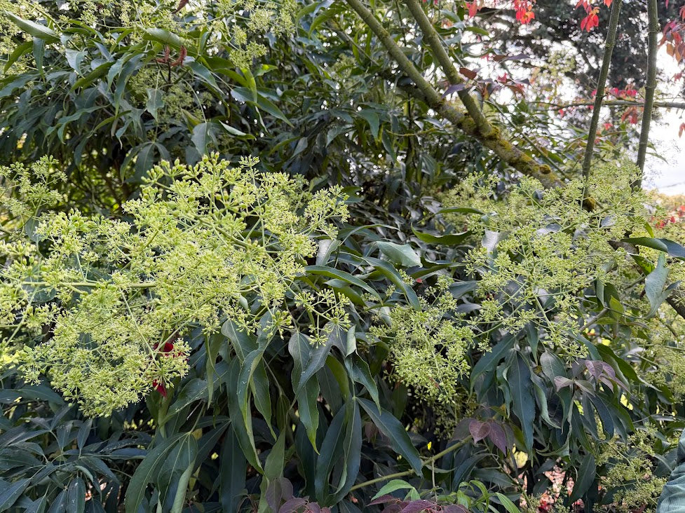 Metapanax delavayi