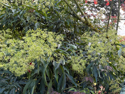 Metapanax delavayi