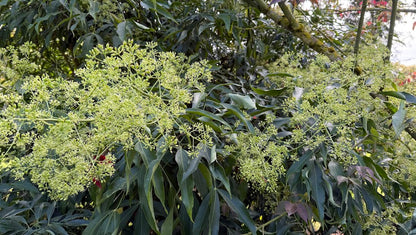 Metapanax delavayi