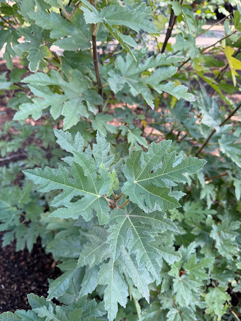 Ficus afghanistanica 'Silver Lyre'