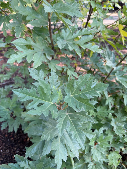Ficus afghanistanica 'Silver Lyre'