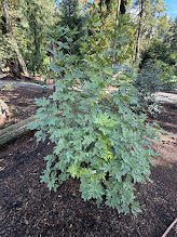 Ficus afghanistanica 'Silver Lyre'