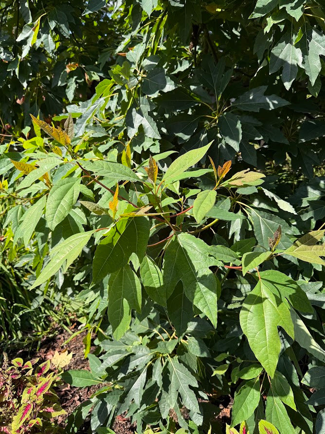 Sassafras  tzumu RARE!!!