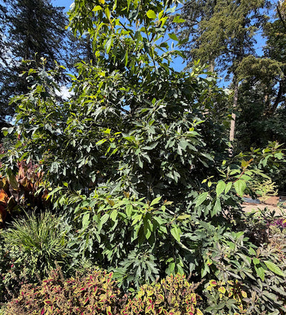 Sassafras tzumu