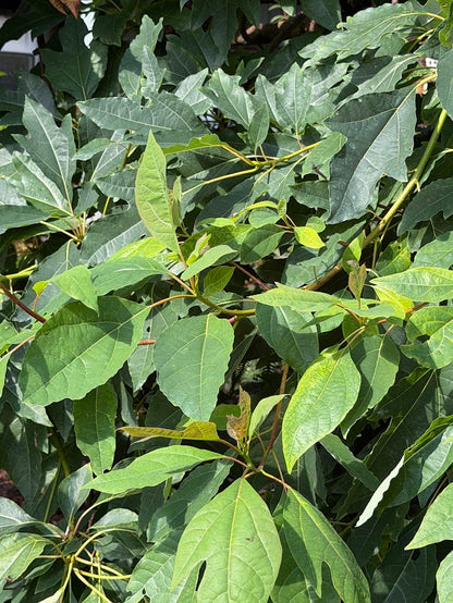 Sassafras  tzumu RARE!!!