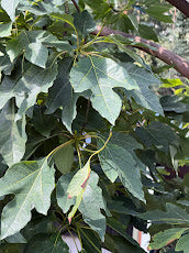 Sassafras tzumu