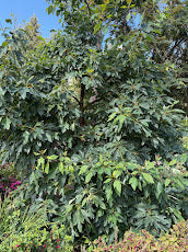 Sassafras tzumu