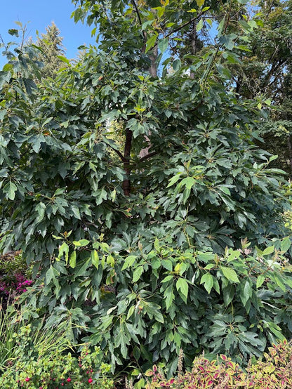 Sassafras  tzumu RARE!!!