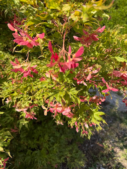 Acer palmatum 'Mikazuki'