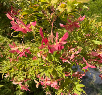 Acer palmatum 'Mikazuki'