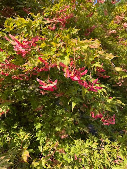 Acer palmatum 'Mikazuki'