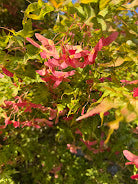 Acer palmatum 'Mikazuki'