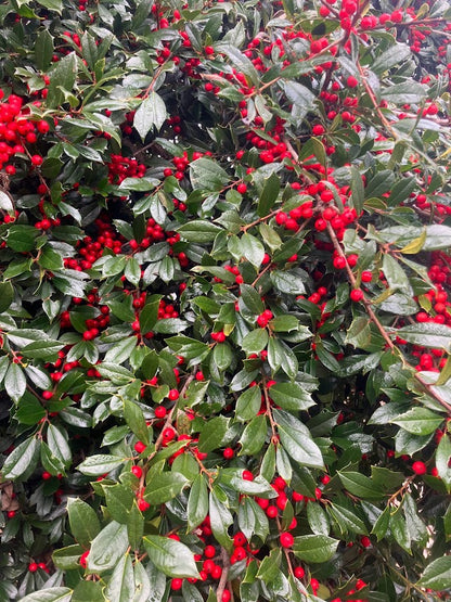 Ilex x attenuata 'Pack's Weeping'