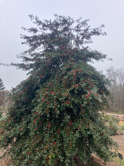 Ilex x attenuata 'Pack's Weeping'