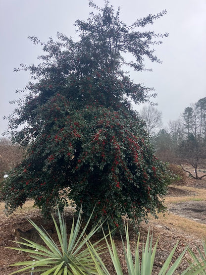 Ilex x attenuata 'Pack's Weeping'