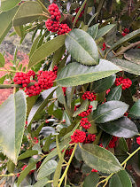 Ilex latifolia 'Gulino Garden'