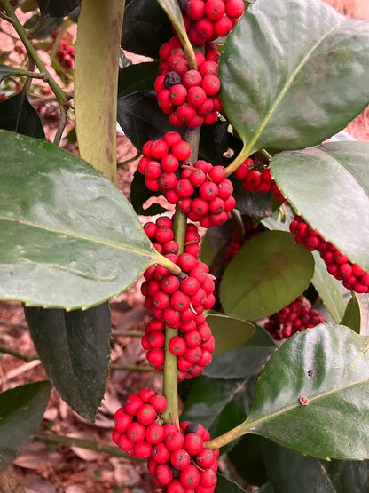 Ilex latifolia 'Gulino Garden'