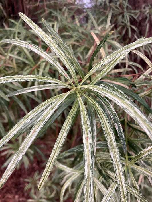 Podocarpus macrophyllus 'Okina'