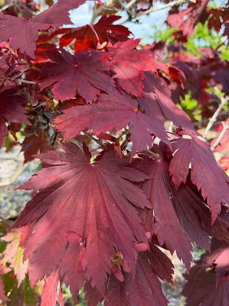 Acer japonicum 'O Isami'