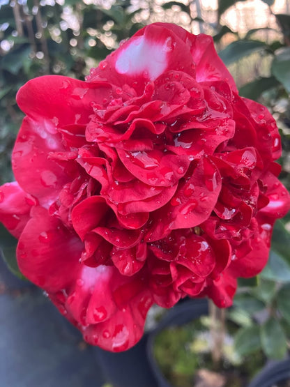 Camellia japonica ‘Mars Attack’ - EXCLUSIVE NEW RELEASE, GARDEN TREASURES INTRODUCTION.  VERY RARE!