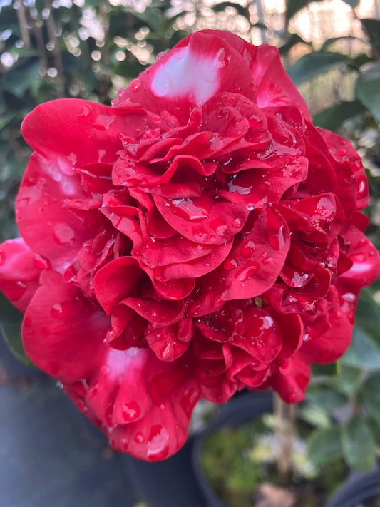 Camellia japonica ‘Mars Attack’ - EXCLUSIVE NEW RELEASE, GARDEN TREASURES INTRODUCTION.  VERY RARE!