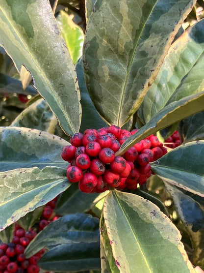 Ilex latifolia 'Snow Flash' RARE!