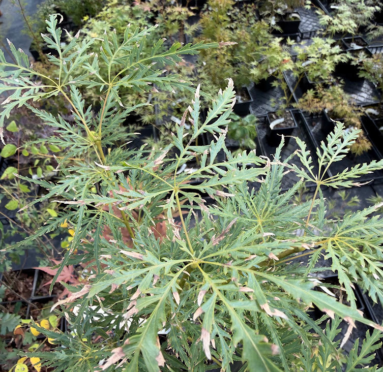Acer palmatum 'Dr. Brown'