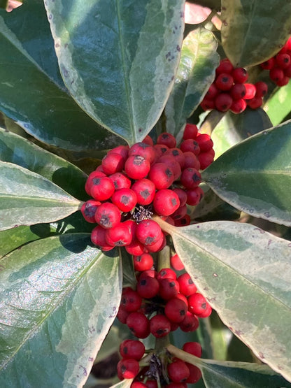 Ilex latifolia 'Snow Flash' RARE!