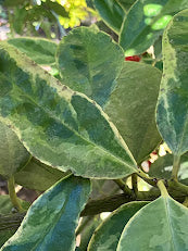 Ilex latifolia 'Snow Flash' RARE!