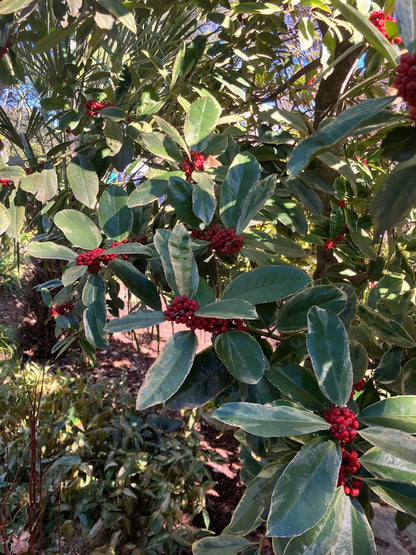 Ilex latifolia 'Snow Flash' RARE!