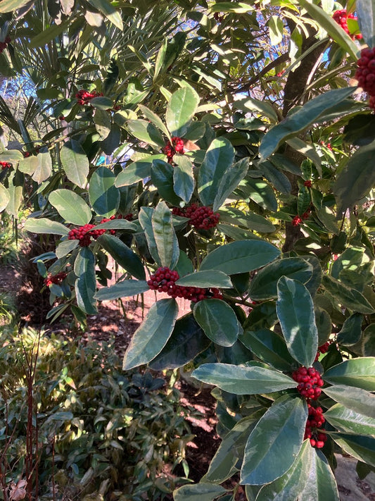 Ilex latifolia 'Snow Flash' RARE!