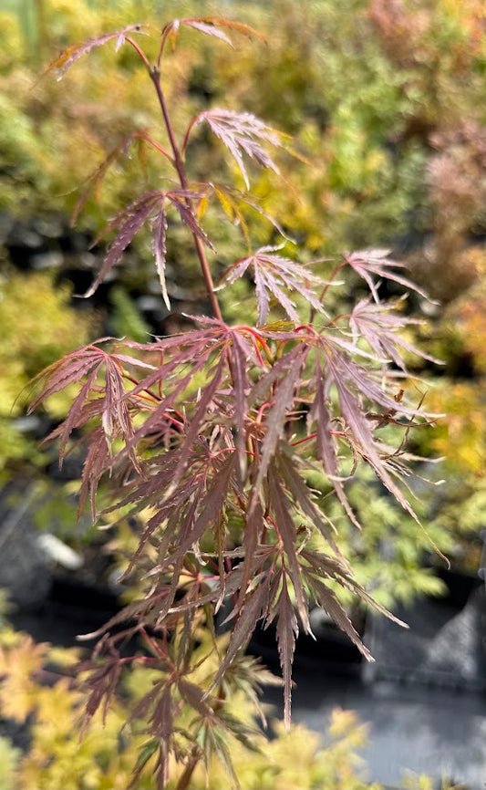 Acer palmatum 'Firecracker'