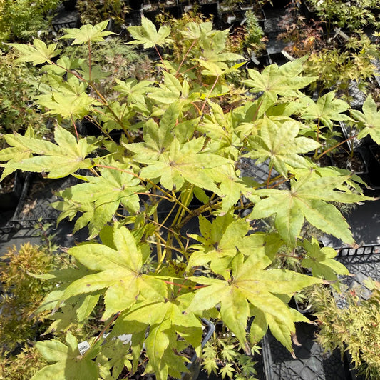 Acer palmatum 'Alpine Silver Thread'