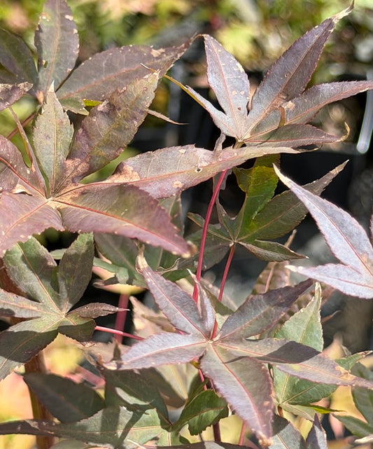 Acer palmatum 'Flushing'