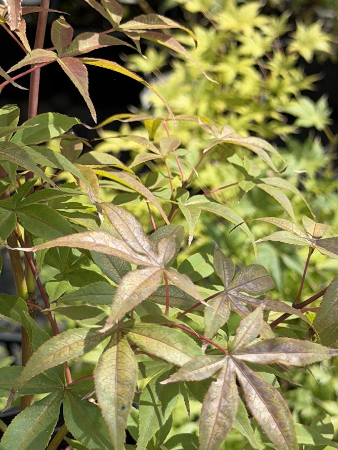 Acer palmatum 'Christy Ann'