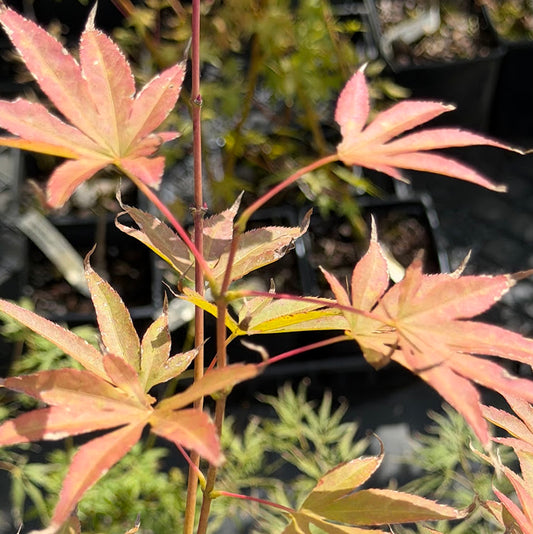 Acer palmatum 'Purple Glory'