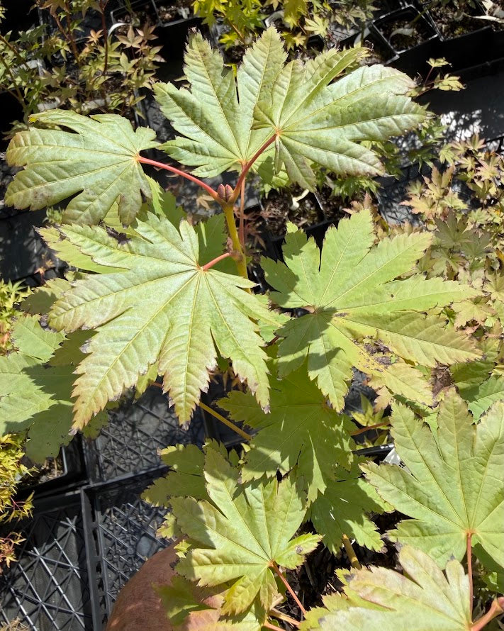 Acer sieboldianum 'Yayogasa'