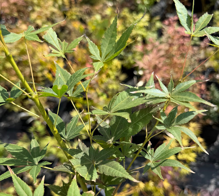 Acer palmatum 'Green Wings'