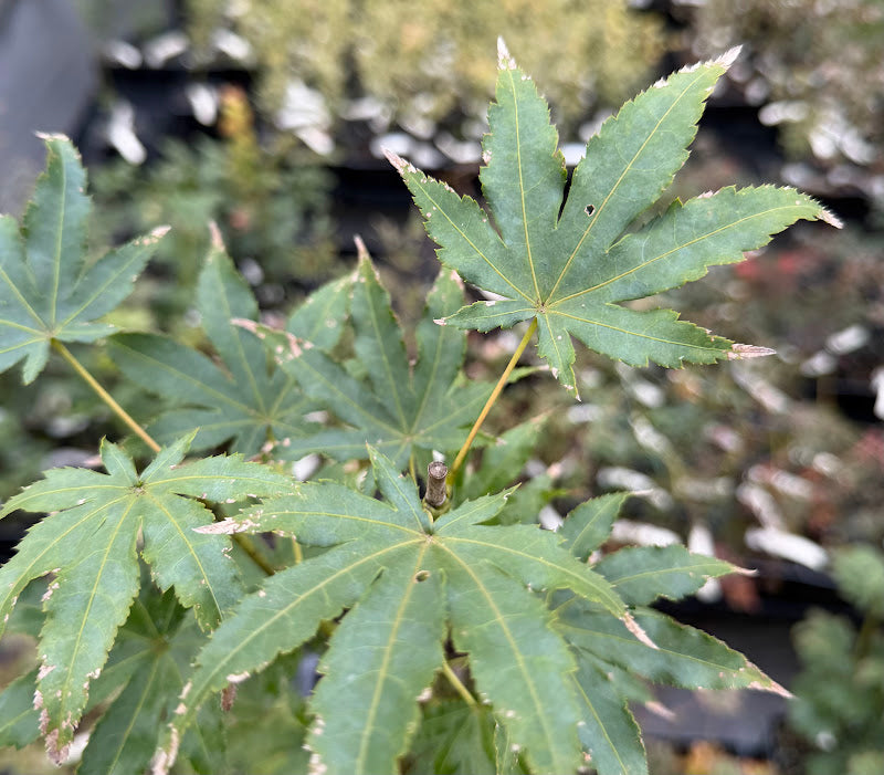 Acer palmatum 'Peridot Flame'