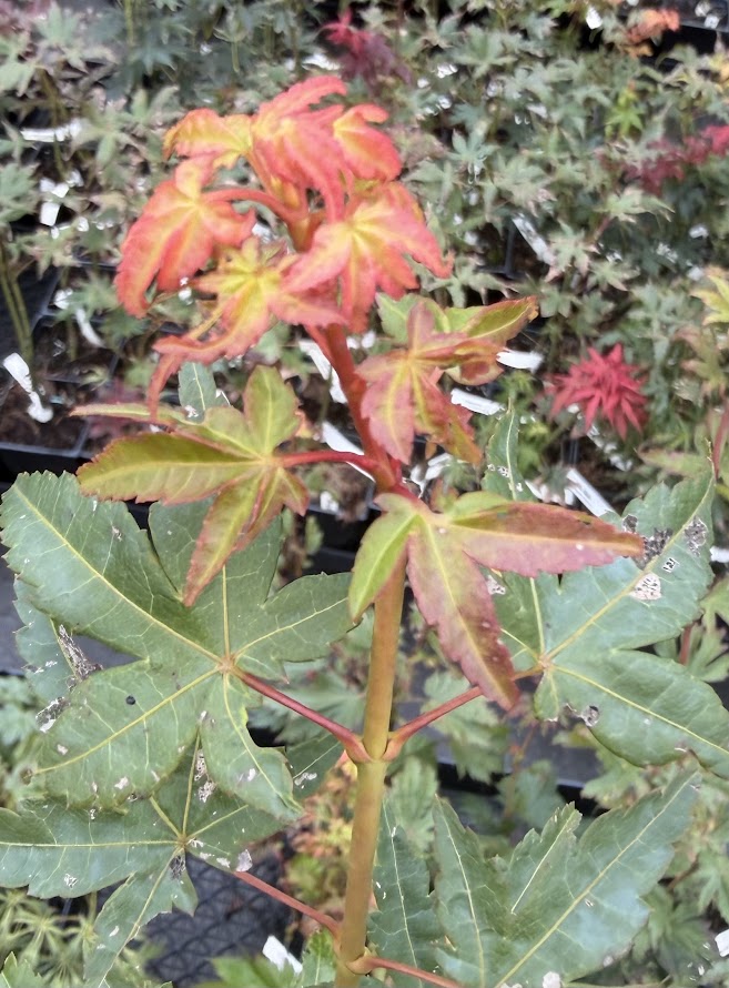 Acer palmatum 'Elwood Orange'