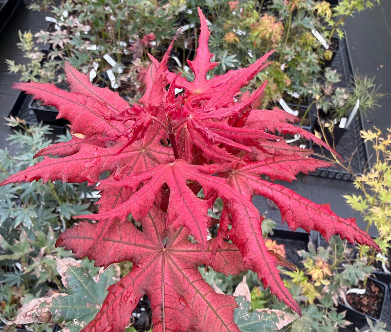Acer palmatum 'Celebration'