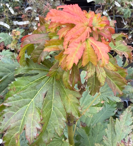 Acer japonicum 'Emmett's Pumpkin'